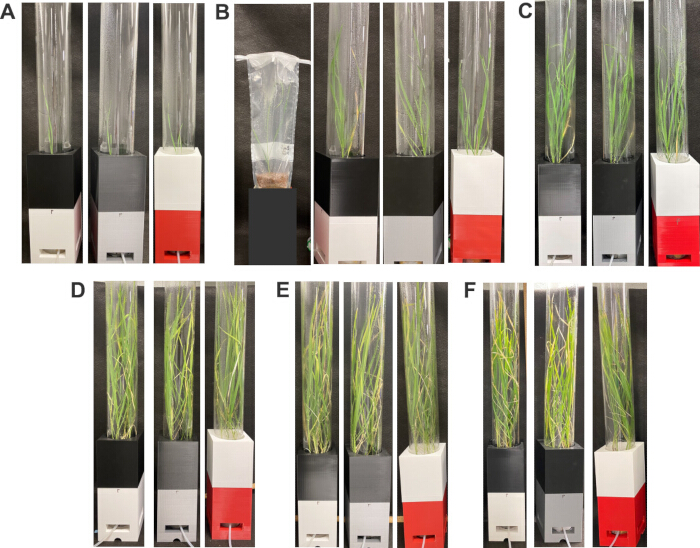 Plant growth comparison in controlled chambers; experimental setup for studying environmental effects.