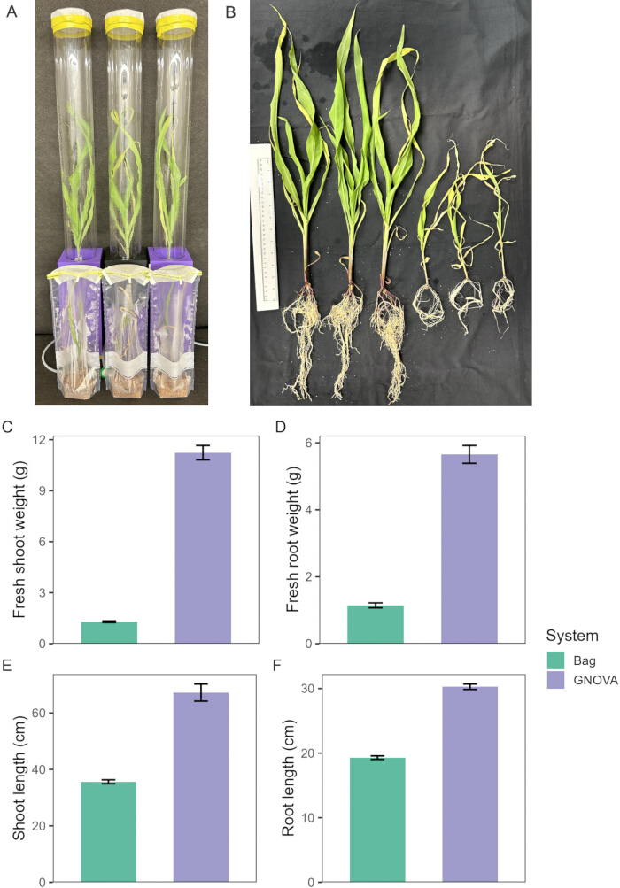 Plant growth experiment; tube-based setup, growth comparison; charts show weight and length results.