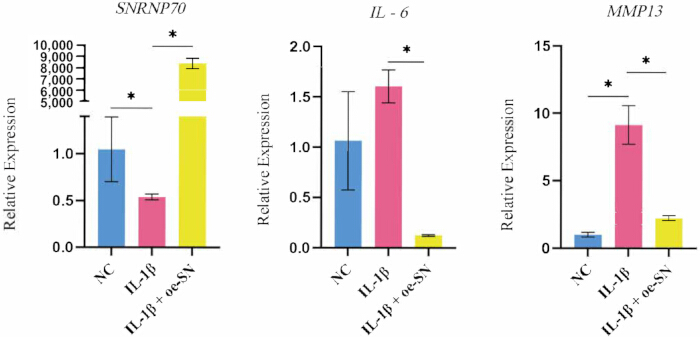 figure-results-5 Gene expression bar chart; SNRNP70, IL-6, MMP13; qPCR results; significant differences marked.