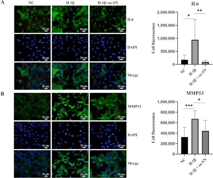figure-results-6 Fluorescence microscopy and bar graphs showing IL6 and MMP13 expression in cell samples.