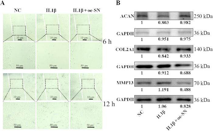 figure-results-8 Cell viability assay and western blot for protein expression analysis, 6h and 12h timepoints.