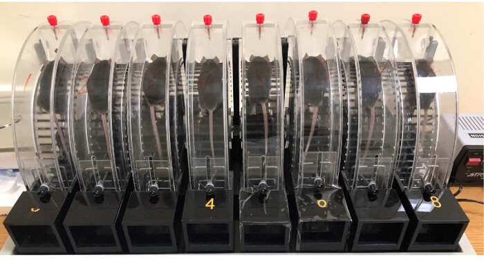 Mouse rotarod setup for motor coordination experiment; rotating wheels; behavioral test apparatus.