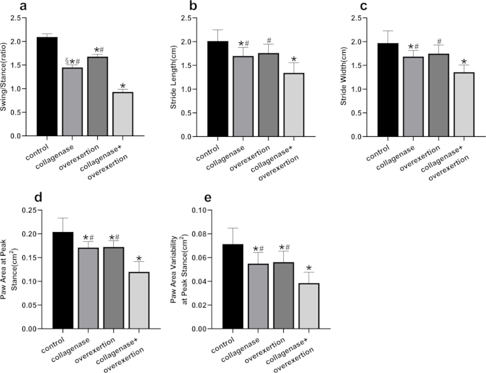 Gait analysis bar graphs; parameters include swing stance, stride length, width, paw metrics.