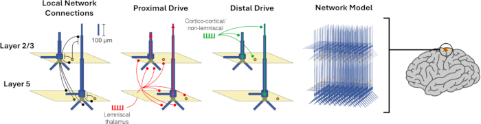 Neural network diagram; local/proximal/distal drives in cortical layers; neural model; brain connectivity.