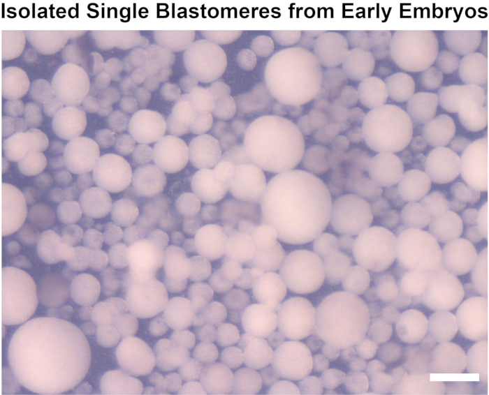 Isolated blastomeres diagram from early embryos; microscopy experiment on cell division study.