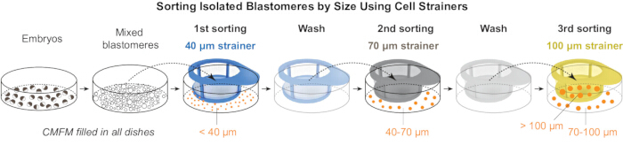 Sorting isolated blastomeres diagram using cell strainers; size-based separation process.