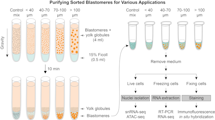 Purifying blastomeres diagram; Ficoll gradient centrifugation; nuclei isolation; RNA extraction.