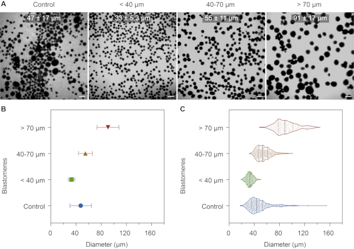 Cell size distribution analysis: microscopy images, diameter vs. blastomeres charts, size variation study.