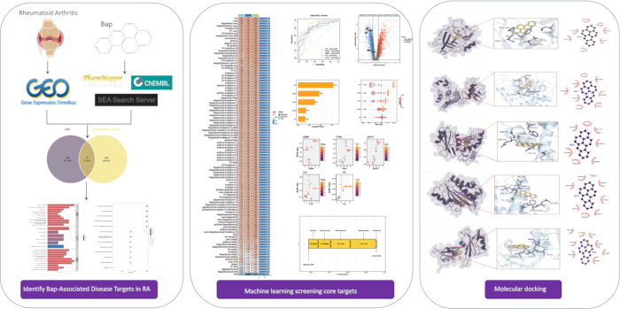 figure-protocol-1 Rheumatoid arthritis analysis; Venn diagram, machine learning targets, molecular docking results.