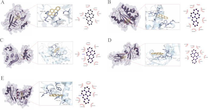 figure-results-5 显示分子相互作用(包括结构分析)的蛋白质-配体结合示意图。