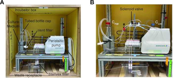 Cell culture system diagram with peristaltic pump and filters in incubator for media flow control.