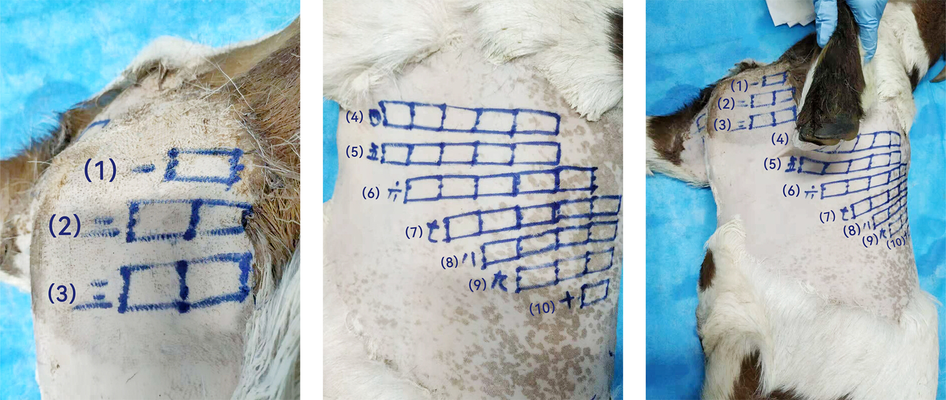 Development of a Severe Blast Lung Injury Model in a Goat for ...