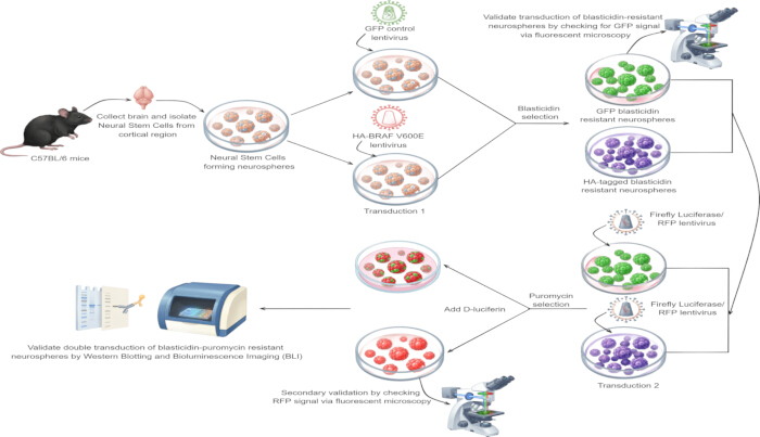 Neural stem cell transduction diagram; GFP, RFP lentivirus validation; microscopy, bioluminescence.