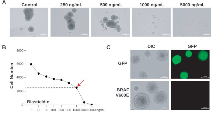 Drug concentration effects; cell growth assay; graph analysis; microscopy image of cells; BRAF V600E.