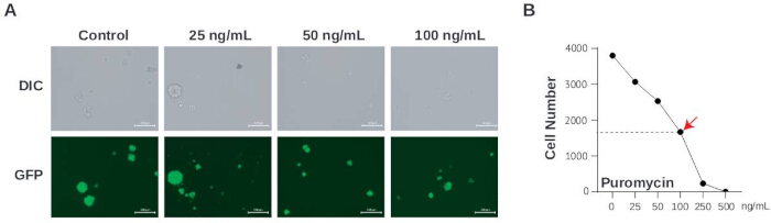 Puromycin effect on cell growth; DIC/GFP microscopy images, cell count graph; dose response analysis.