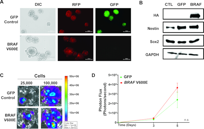 Cell study diagrams and graphs; GFP, BRAF V600E comparison; microscopy, cell analysis, protein levels.