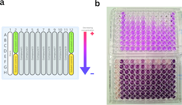 Microplate assay diagram and result; colorimetric analysis for concentration gradient detection.