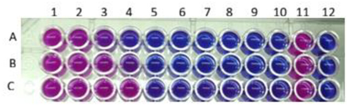 Microplate colorimetric assay results; rows A-C, columns 1-12; concentration gradient analysis.