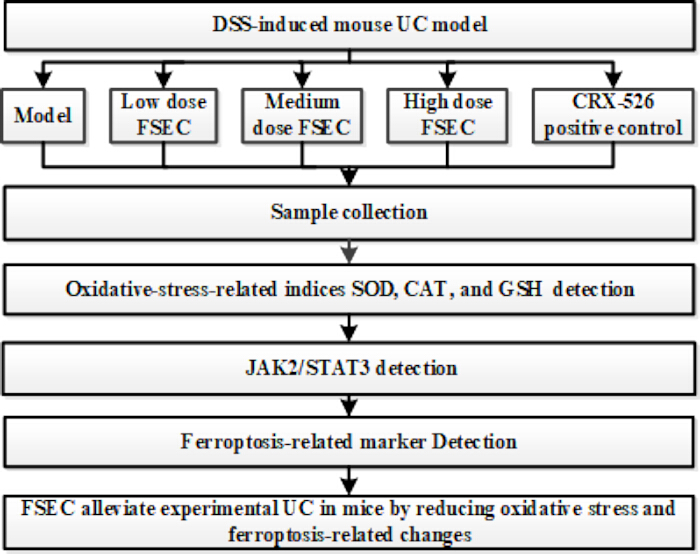 DSS-induced mouse UC model diagram; FSEC treatment reduces oxidative stress and ferroptosis.
