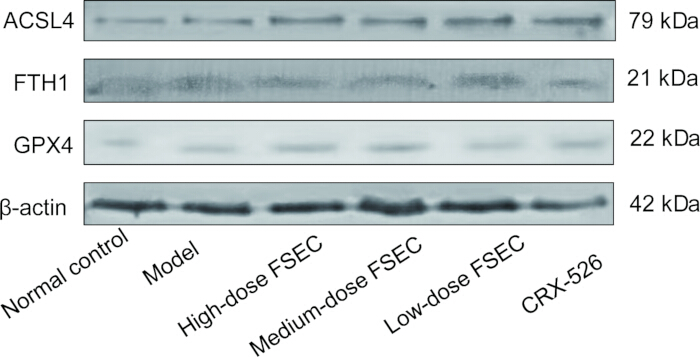 figure-results-4 Western blot analysis of ACSL4, FTH1, GPX4, β-actin under varying FSEC doses and CRX-526 treatment.