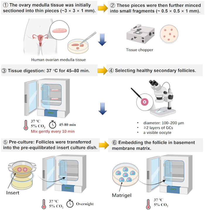 Ovary tissue processing diagram: sectioning, mincing, digestion, follicle selection, pre-culture setup.