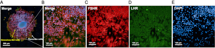 Merged fluorescence microscopy of ovarian cells; FSHR, LHR markers; DAPI cell nucleus staining.