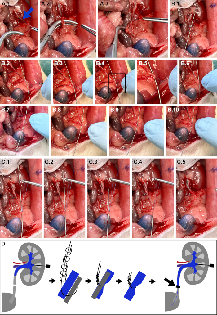 Surgical technique for renal vessel ligation in animal model; procedural steps and diagram included.