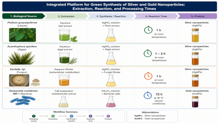 Green synthesis of nanoparticles; synthesis diagram; Ag/HAuCl₄⁵ reagents; nanoparticle extraction
