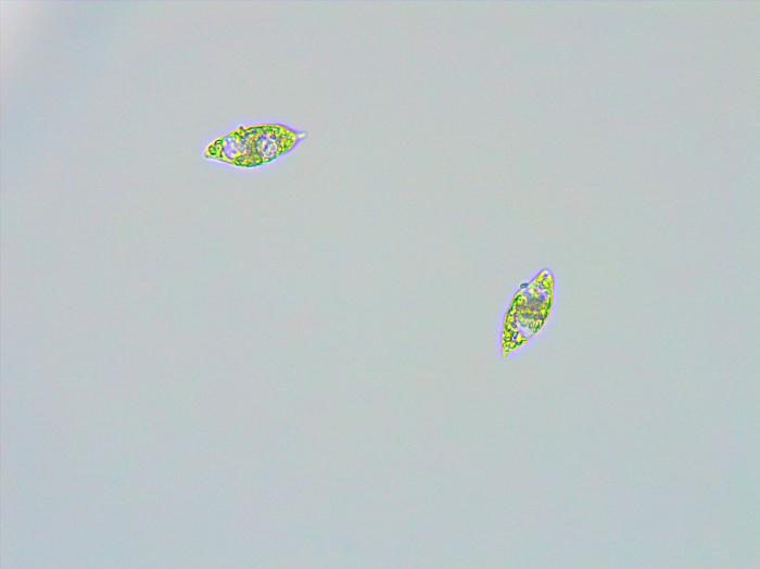 figure-results-8 Microscope image of plankton; cellular structure; optical study; aquatic biology research.