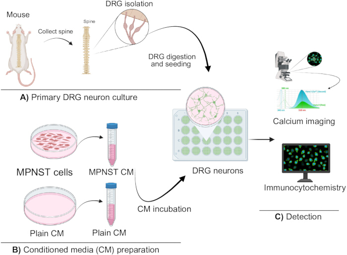 DRG neuron culture process, CM preparation, calcium imaging, immunocytochemistry; scientific diagram.