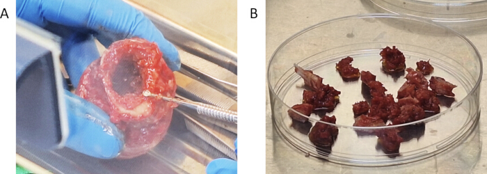 Tissue dissection process; Petri dish with tissue samples; experiment setup; research analysis.