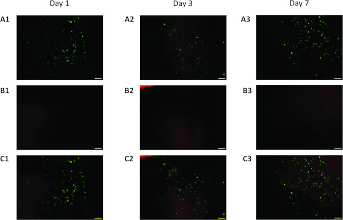 Fluorescence microscopy images showing cell viability over 7 days; green markers indicate live cells.