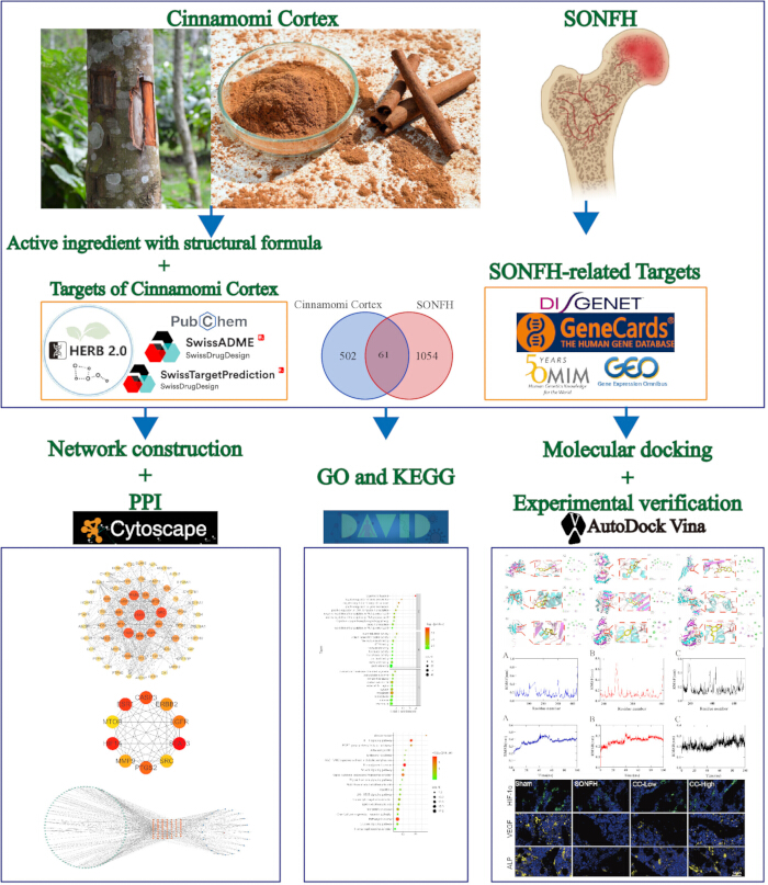figure-results-1 Cinnamomi Cortex study; diagram; molecular docking; network construction; GO/KEGG analysis.