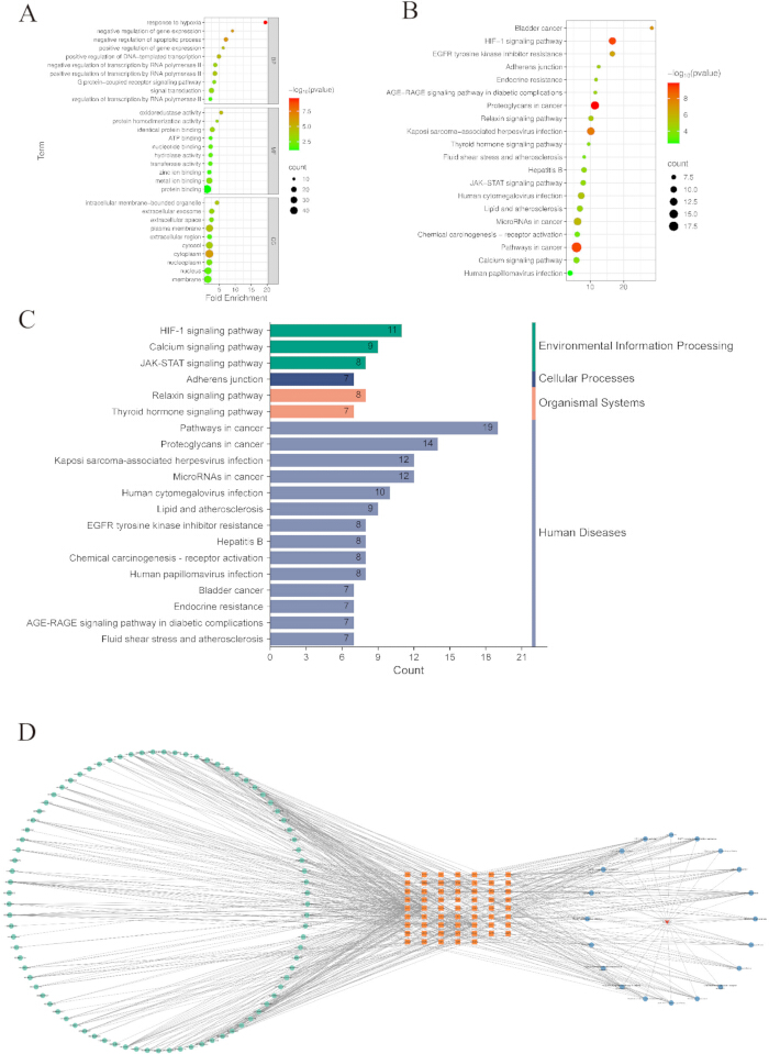 figure-results-5 Gene pathway enrichment analysis; charts A-C show pathway counts and significance, D is a network diagram.