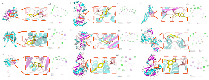 figure-results-7 Protein-ligand interactions; structural analysis diagram; molecular docking study; binding sites.
