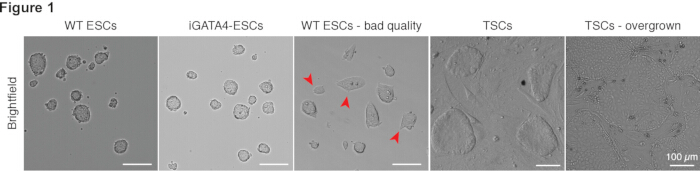 Brightfield microscopy of ESCs and TSCs: WT, iGATA4, quality comparison, overgrown assessment.