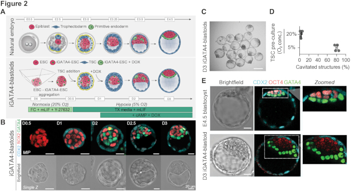 Trophectoderm and GATA4-ESC development, embryoid assembly, normoxia vs hypoxia experiment results.