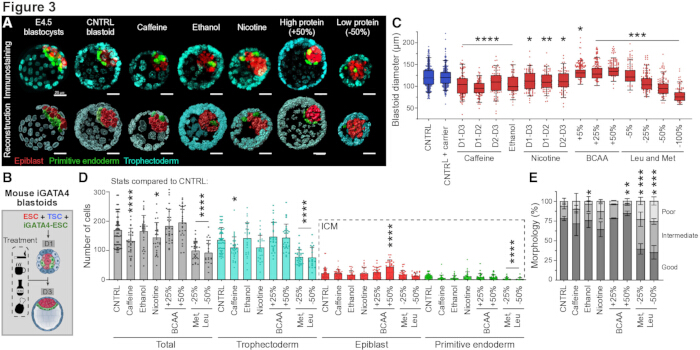 E45 blastoid analysis; immunostaining, treatments, and statistical results; developmental biology study.