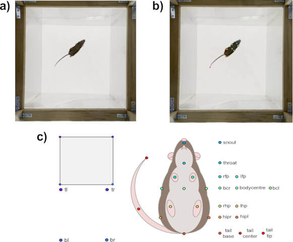 Mouse tracking setup in open field; position analysis diagram with anatomical markers for movement study.