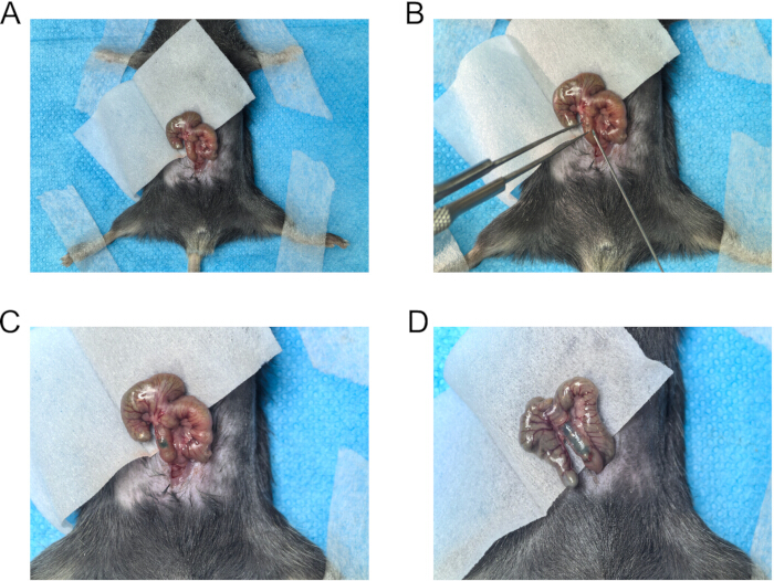 figure-results-2 Rodent surgical procedure sequence; experimental setup for intestinal manipulation research.
