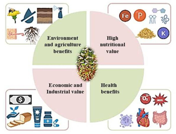 Crop benefits infographic; environment, nutrition, economy, health impact diagram.