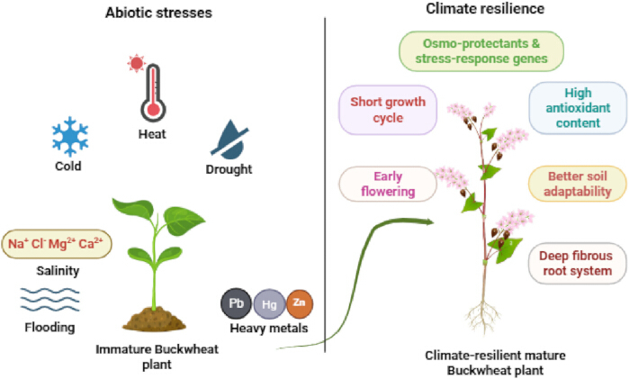 Abiotic stress effects on immature buckwheat vs. climate resilience traits in mature buckwheat diagram.