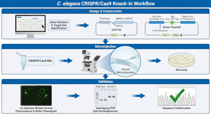 CRISPR/Cas9 workflow diagram for C. elegans; gene editing, microinjection, and validation methods.