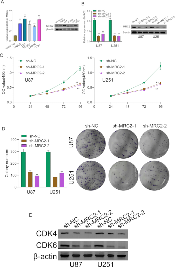 figure-results-6 Bar graphs and colony formation assays assess MRC2, CDK4, CDK6 expression in U87, U251 cells.