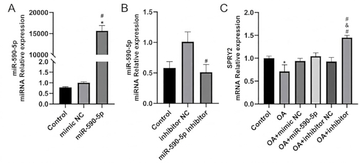 figure-results-7 miRNA expression bar chart; miR-590-5p, SPRY2 analysis; control vs treatment groups.