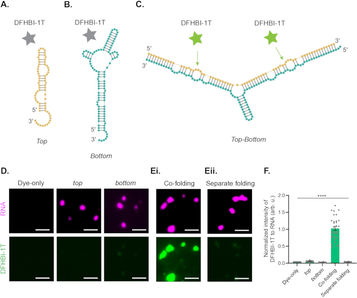 figure-results-1 RNA folding process with DFHBI-1T dye, diagram, microscopy images, and fluorescence intensity graph.