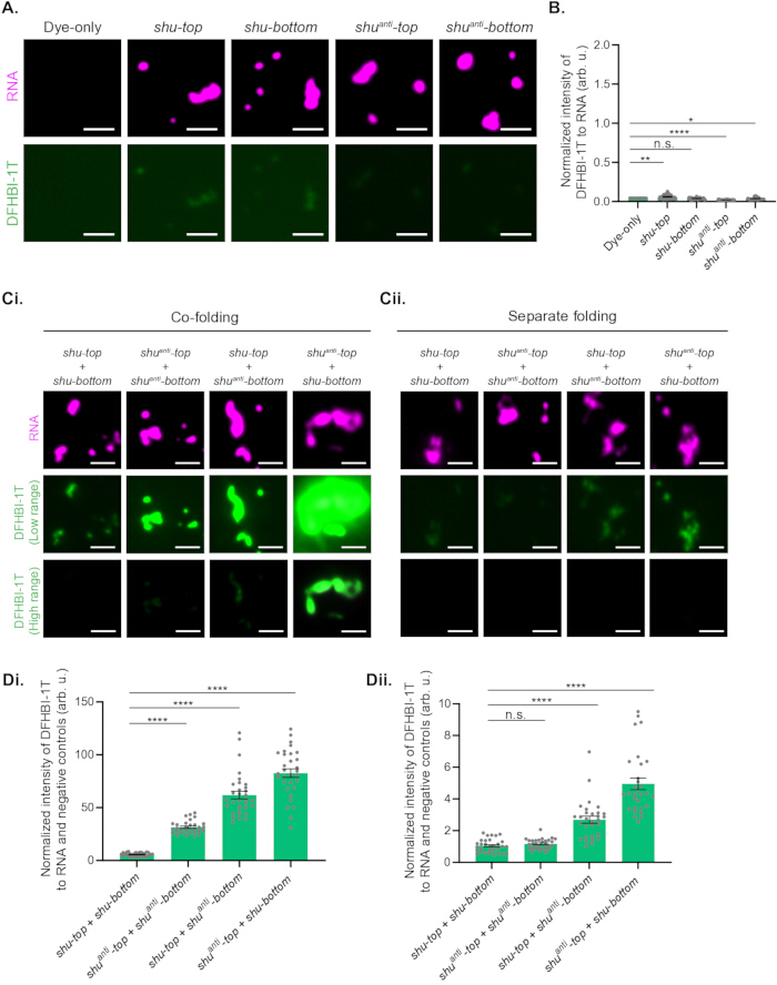 figure-results-2 Microscopy and graph analysis of RNA-DHFB1-1T folding in co-folding vs. separate folding experiments.