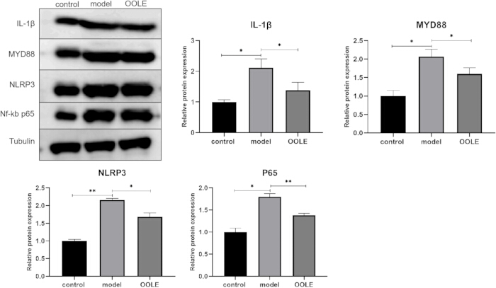 figure-results-5 Western blot and graphs showing protein expression levels of IL-1β, MYD88, NLRP3, P65 with control, model, and OOLE.