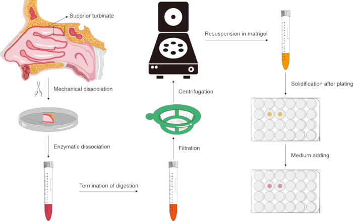 Generation and Differentiation of Human Olfactory Epithelial Organoids ...