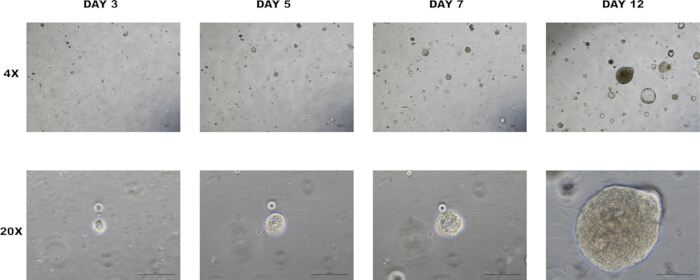 figure-results-2 Cell growth progression at 4x, 20x magnification; microscopic analysis over 12 days; experiment results.